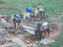 On the way to the base of Deo Tibba